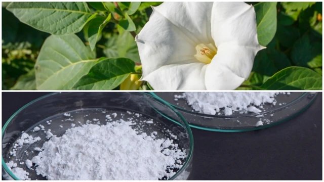 স্কোপোলামিন পাউডার এর দাম কত?